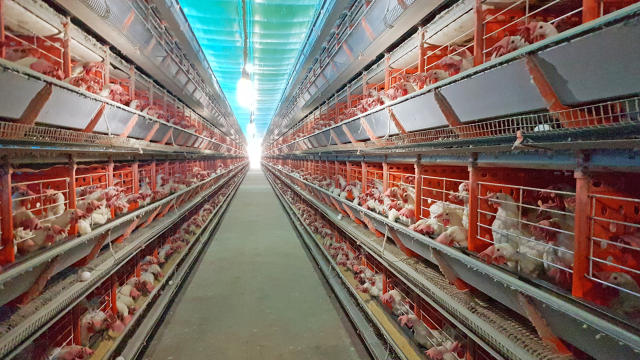 McDonald’s começa a comprar ovos de galinha livre de gaiola