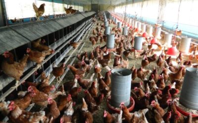 Cage-free: produção de galinhas criadas sem gaiolas respeita o bem-estar animal